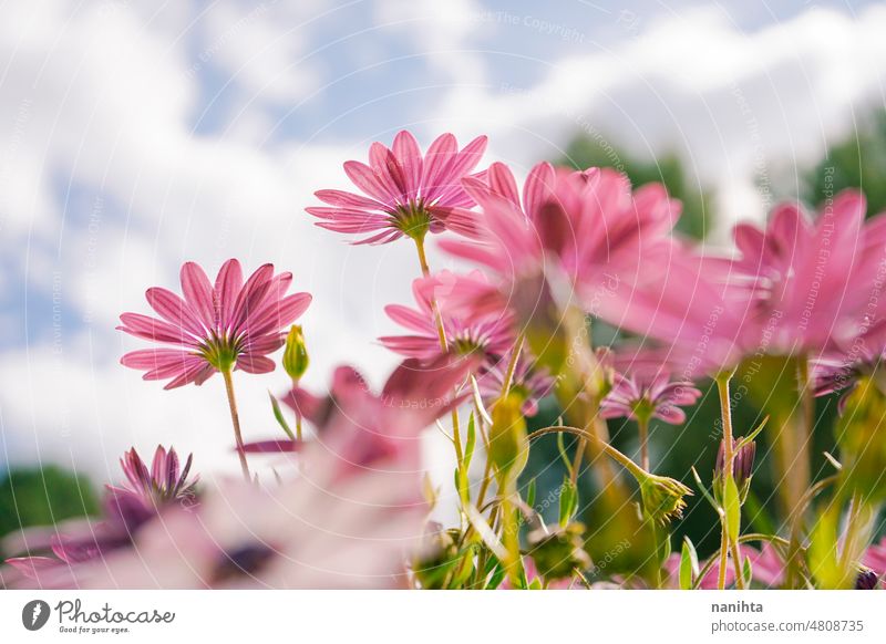 Low perspective of a beautiful spring time floral image against sky flowers background fresh purple angiosperma osteospermum dimorphoteca pattern freshness