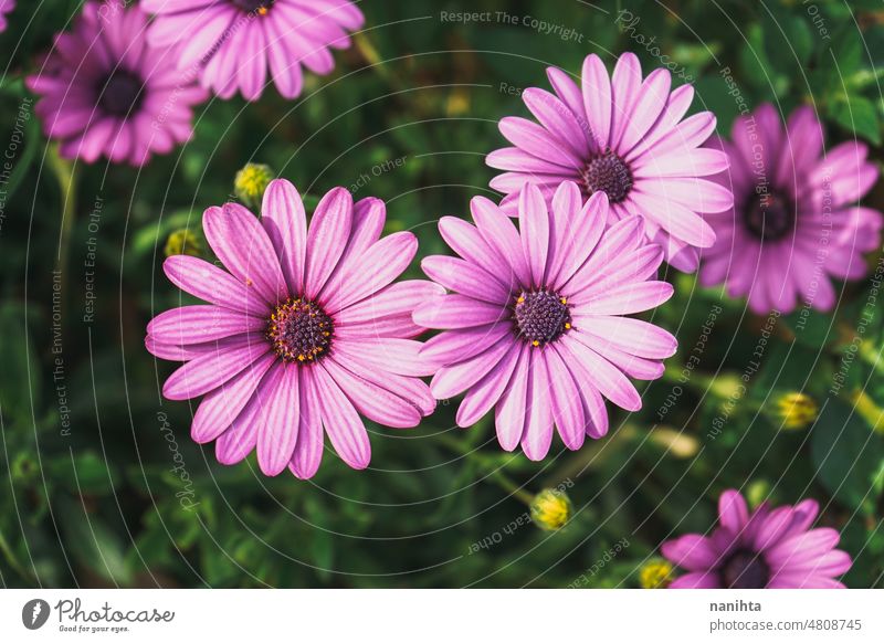 High view of a fresh and purple tones floral background spring flowers angiosperma osteospermum dimorphoteca beautiful pattern image spring time freshness bloom