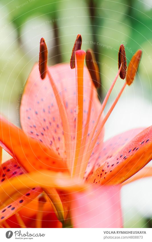 Orange Lily stamens close up with selective focus flower lily nature lilly pollen beauty macro pink bed elegant latin lovely pure seasonal solar summertime
