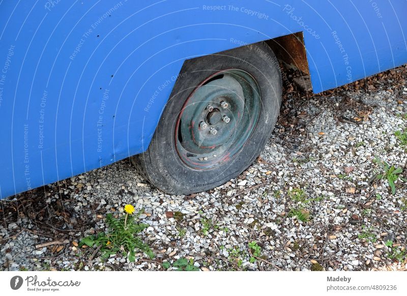 Tire with rim of an old blue trailer with sales stand for camping and vanlife on gravel with dandelions in Oerlinghausen near Bielefeld on the Hermannsweg in the Teutoburg Forest in East Westphalia Lippe