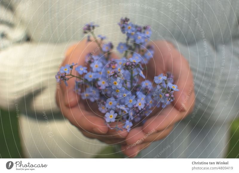 Forget-me-not - flowers very gently hold in hands Blossom Blue Flower Blossoming To hold on stop Hand Young woman blurriness Shallow depth of field