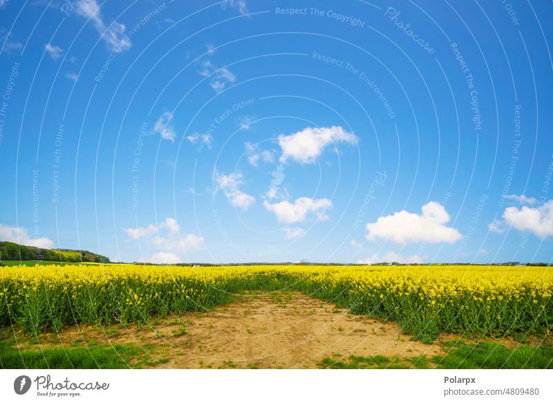 Dry soil at a canola field in a rural landscape blossom springtime country farmland plants industry oilseed rape cultivation summertime energy nottinghamshire