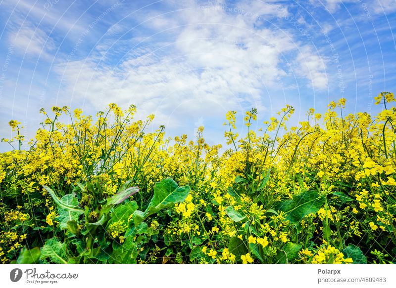 Yellow canola flowers reaching for the sky close-up gold macro grass grassland rapeseed field growth colorful cloud natural industry sun outdoor close up