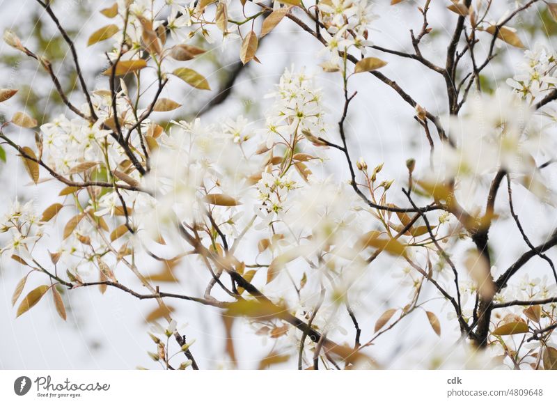 white flowering tree | rock pear | light and delicate. Plant Blossom blossom white flowers Delicate Light flooded with light branches acuity blurriness twigs