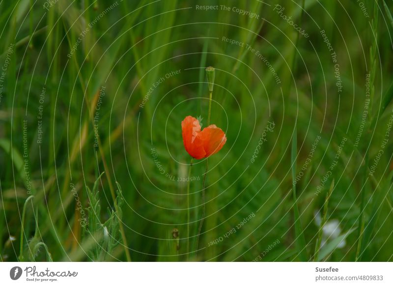 A poppy flower that looks like a heart and seems to be standing alone in a meadow Flower Heart Nature Plant Poppy Poppy blossom Red green Meadow Grass