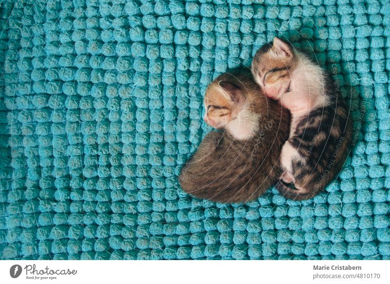 Two little kitten asleep and huddled together for warmth sleeping cute friendship love - emotion resting innocence joy feline blanket small mammal blue cozy