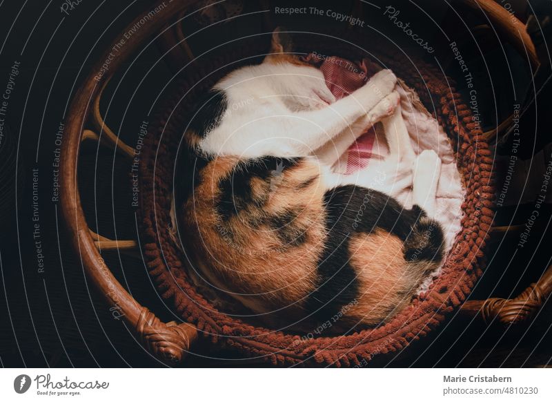 Top view of a calico cat sleeping on a wicker basket showing autumn mood and aesthetic top view warmth comfort autumn aesthetic no people close up dark