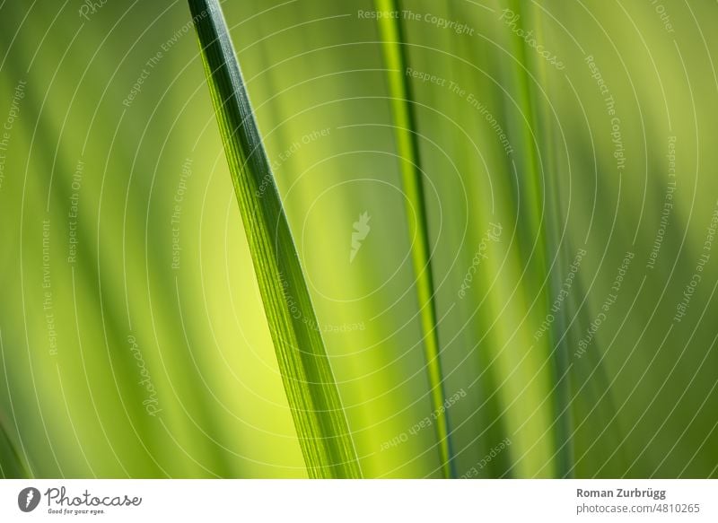 Grass blades of a meadow form a gentle pattern blades of grass grasses Meadow Pattern Smooth Green Green tones Deserted texture background flora Plant Nature