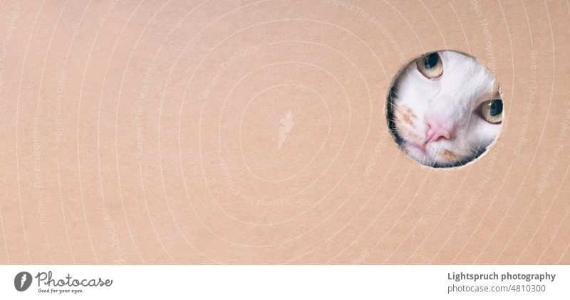Funny tabby cat looking curious out of a hole in a cardboard box. Panoramic image with copy space. peeking looking at camera box - container paper charming