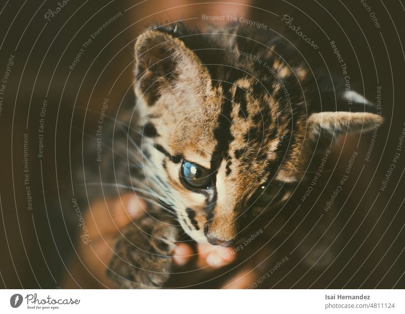 Close up of a small Leopardus wiedii, Portrait of an adorable margay kitten. Portrait of a Central American margay margay baby american cat leopardus pardalis