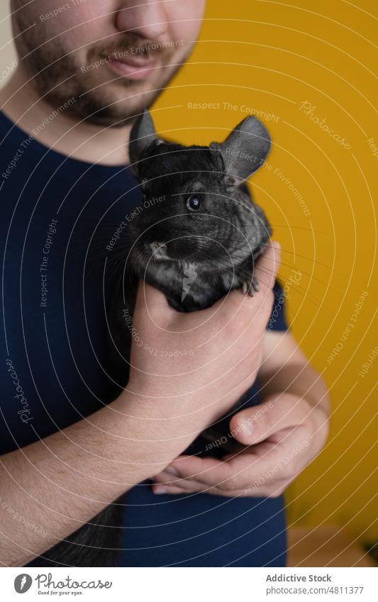 Crop man showing black chinchilla owner home pet domestic cute fluff animal male bright demonstrate rodent breed soft creature mammal adorable companion friend
