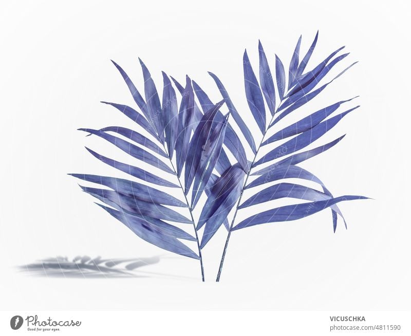 Tropical blue leaves at white background. tropical dyed palm shadow front view object nature botany branch exotic flora leaf pattern plant summer