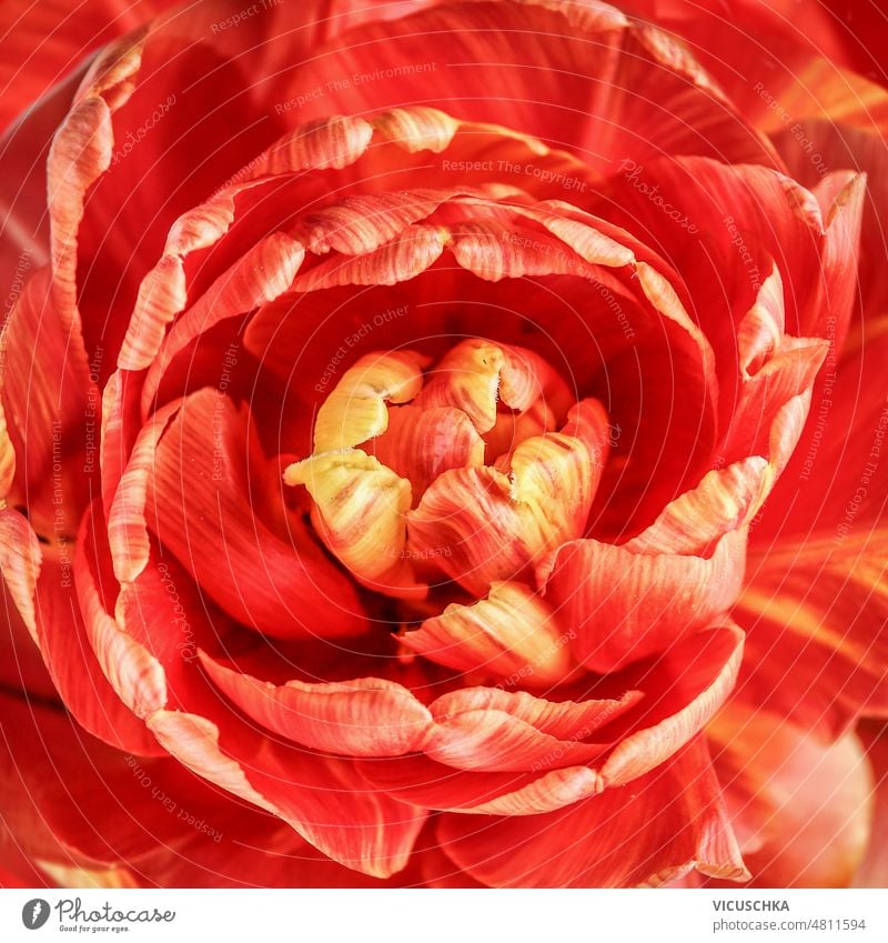 Close up red peonie flower bloom.  Top view. close up peonies top view orange beauty macro background beautiful blossom bright closeup color details flora