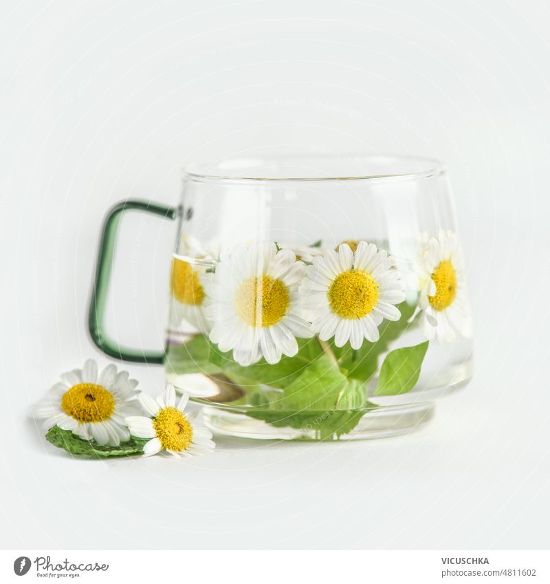 Herbal tea with fresh chamomile in glass cup at white background. herbal tea healthy drink warm beverage front view transparent summer green natural concept