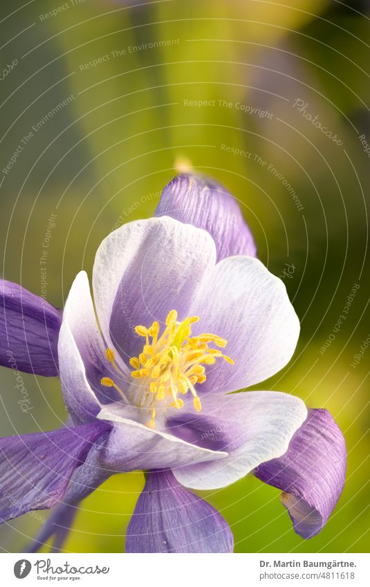 Flower of Aquilegia, columbine, large flowered garden form Garden form variety blossom Blossom Indigenous hardy Crowfoot plants ranunculaceae Hybrids selection