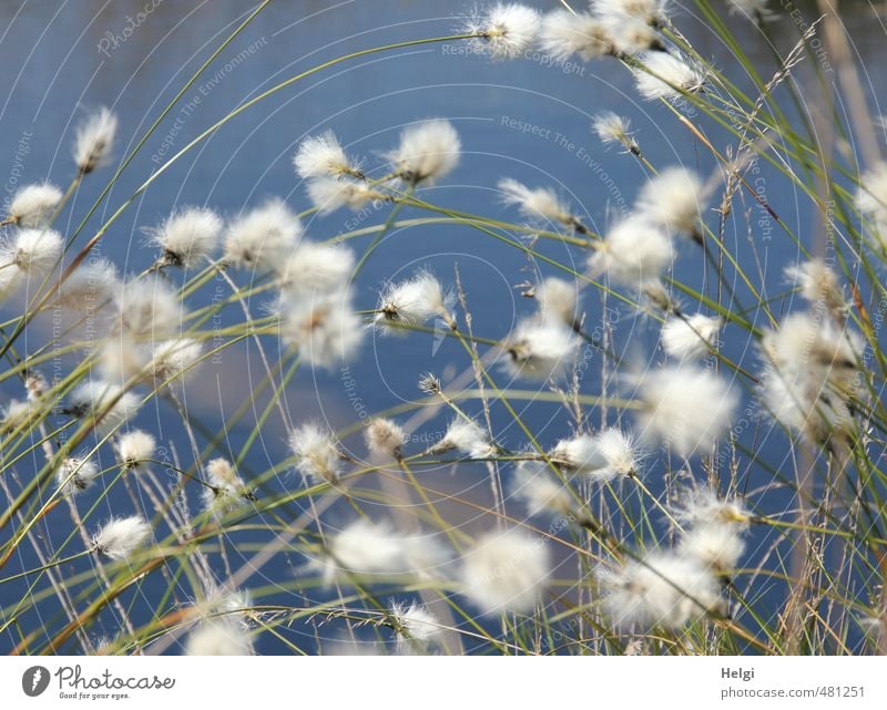 cottongrass jumble... Environment Nature Plant Water Spring Beautiful weather Grass Blossom Wild plant Cotton grass Bog Marsh Blossoming Growth Authentic