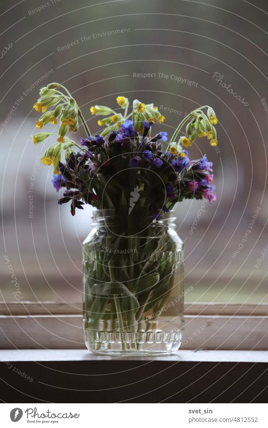 Bouquet of spring flowers in front of the window. Yellow, pink, blue, purple forest spring flowers stand in a glass jar indoors on the windowsill. Rustic still life flowers in a jar.