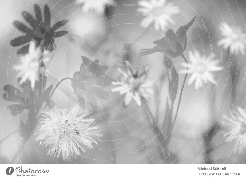 floral picture flowers blossoms Flower Blossom Montage Photomontage Nature shade Black & white photo Blossoming