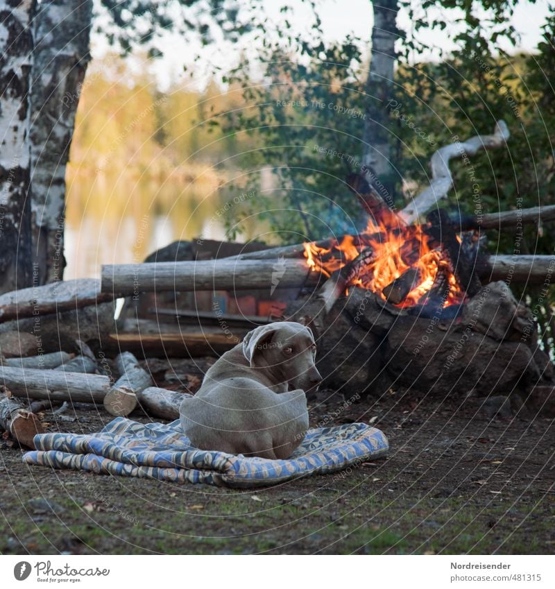 Come to the fire.... Adventure Freedom Nature Fire Tree Lakeside Animal Dog Observe Relaxation To enjoy Natural Contentment Trust Safety (feeling of) Loyal