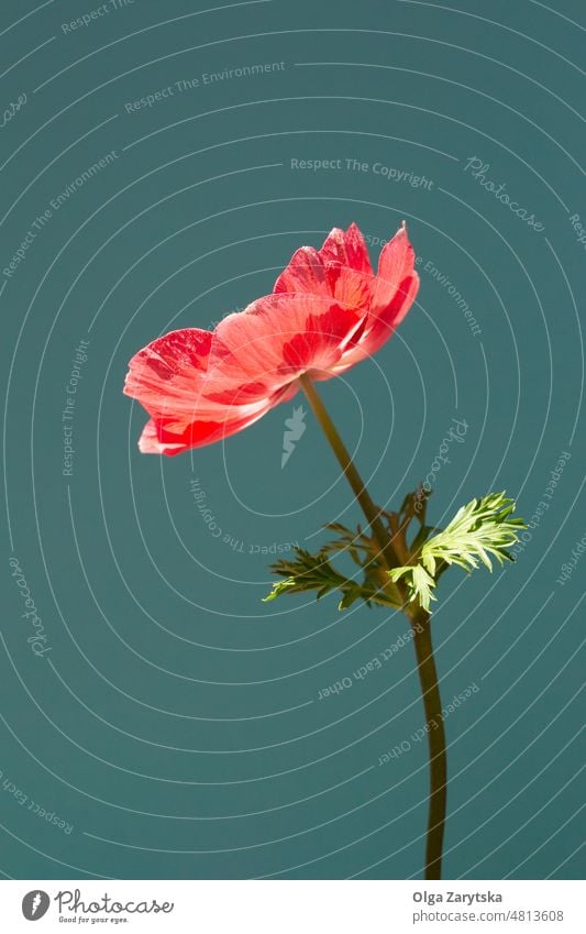 Red anemone flower on turquoise background. red closeup color turcuoise teal minimal copy space sunlight bright bloom blossom single card stem beautiful summer