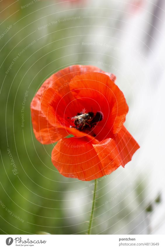 A wasp sits in a poppy flower. Poppy flower Insect Blossom Nature Summer Macro (Extreme close-up) Pollen die of insects Environmental protection