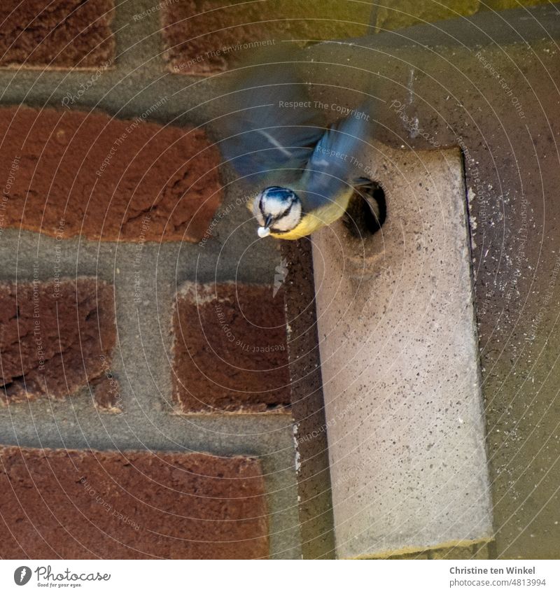A blue tit flies out of the nest box, in its beak it carries the droppings of its young Tit mouse Cyanistes caeruleus meisenkasten bird droppings Fecal Bag Wild