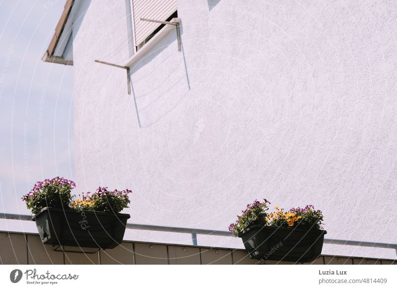 Balcony boxes with colorful flowers in front of steep house wall, against blue summer sky balcony box balcony boxes blossoms Bright Summery sunny Sun Easy Tall