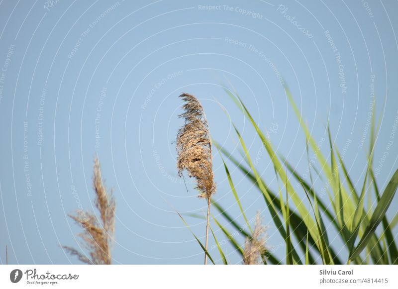 Closeup of common reed seeds with selective focus on foreground and blue sky on background closeup nature wind spring plant flora environment landscape field