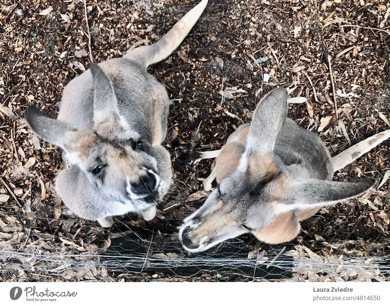 Two friends in the zoo Kangaroo Kangaroos Australia Zoo Fence Adventure Animal Animal portrait Wild animal Animal face Cute
