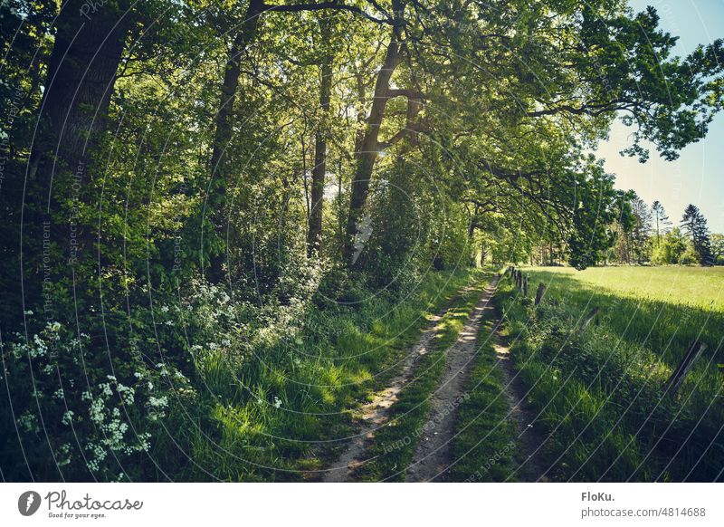 Shady dirt road in the countryside Green off Landscape Nature plants trees hiking trail hike Hiking Environment Forest Tree Relaxation vacation Tourism Summer