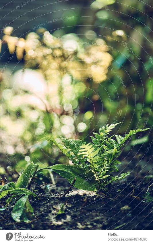 Fern in sunlight Moss Green Woodground Nature Plant Forest Exterior shot Colour photo Deserted Shallow depth of field Environment Close-up Growth naturally