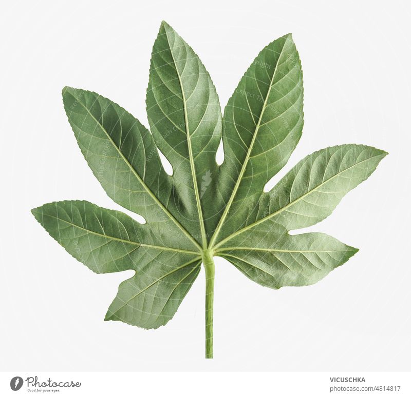 Tropical green leaf at white background. tropical close up palm leaf details front view object botanical botany closeup flora floral leaves natural nature plant