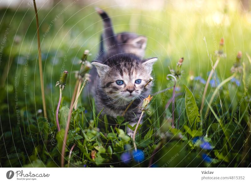 Angry newborn tabby black and grey cat discovering new beauties in the garden in the taller grass and demanding attention. Roar. Sunset with a kitten. Vintage style
