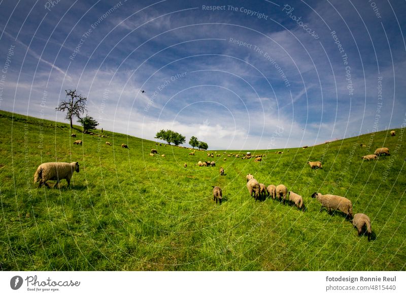 Flock of sheep in hilly terrain in a pasture Herd Group of animals Landscape Farm animal Wool Exterior shot Nature trees Grass Willow tree Farmer Agriculture