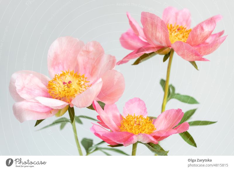 Three Beautiful Pink Royal Peony Flowers. peony pink flower white wall card greeting spring Minimalistic