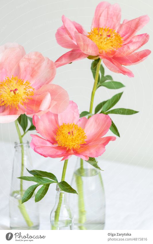 Three Pink Peony Flowers. Spring three tender romantic Minimalistic pink bouquet Still Life royal greeting card day