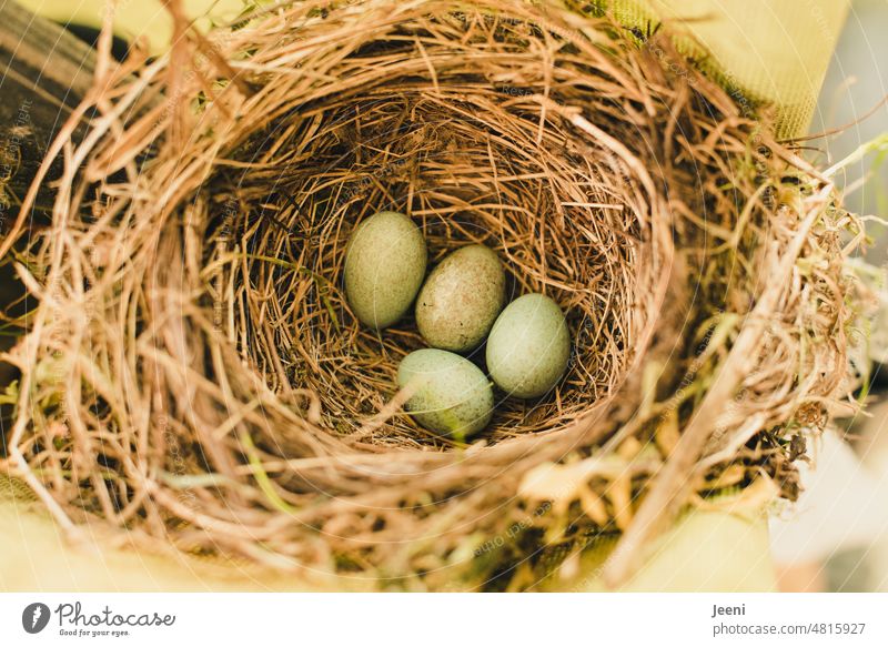 Four small eggs in nest of blackbird Nest Nest-building Bird Blackbird Family Domestic happiness Animal Nature Environment naturally Green Protect nesting site