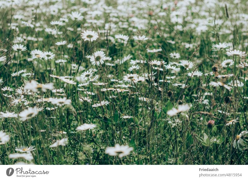 daisy meadow Marguerite Flower Blossom White Meadow Meadow flower Summer Nature Plant Spring Grass Blossoming Flower meadow Growth Environment Colour photo