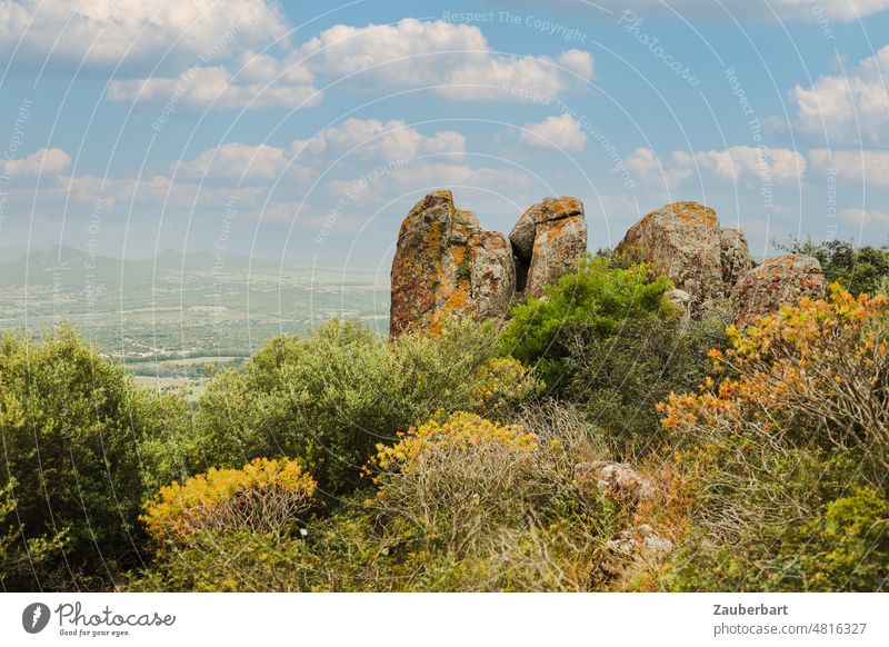 Rocks of volcanic rock, view of landscape, spurge trees in Sardinia Spurge trees farsightedness panorama Horizon Sky Landscape Hiking Nature vegetation bushes