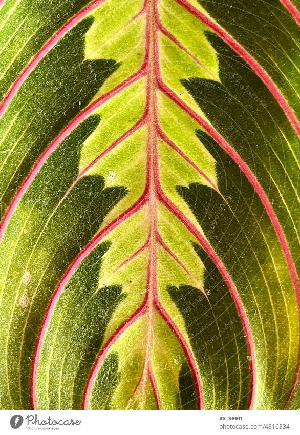 leaf Variegated arrowroot (Marante) Maranta leuconaura fascinator Green Pink pink Plant Nature Close-up Colour photo naturally Exterior shot Day Leaf veins