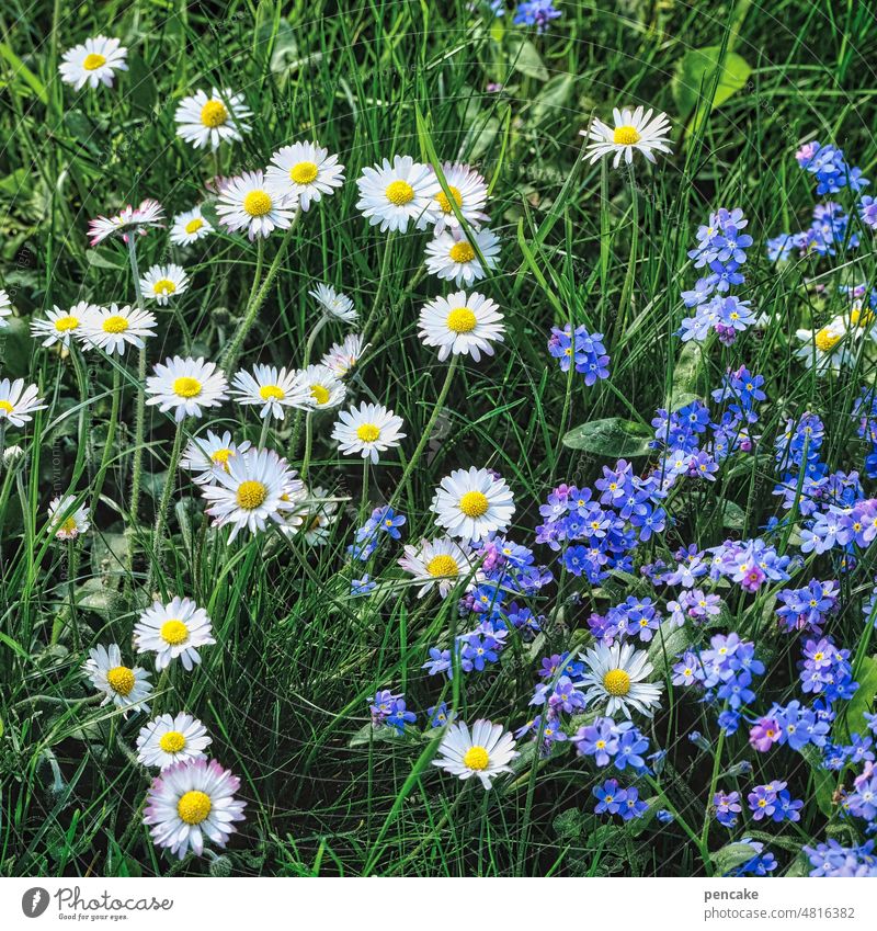 kitsch knows no boundaries | blühmerant little flowers Meadow Garden Daisy Forget-me-not Lovely tawdry Flower meadow Summer Grass Close-up Plant Blossom White
