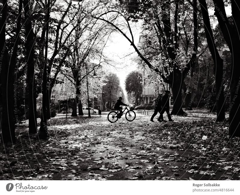A cyclist in backlight autumn deciduous trees park pedestrians Park Black and white Light Shadow White Contrast Street Streetlife Mysterious