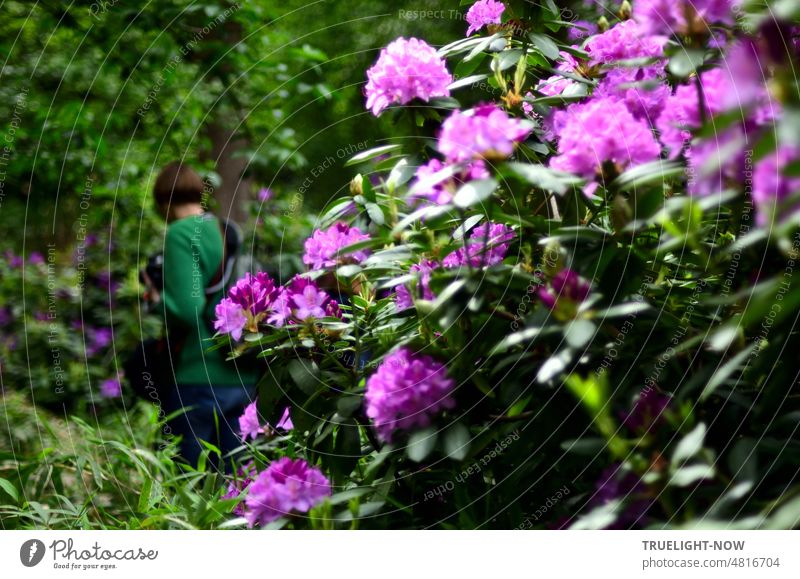 [Hansa BER 2022] A rush in purple and green - rhododendron bush with strong green foliage, buds and splendid purple flowers in front of green bushes and a woman in green jacket dimly blurred in the background