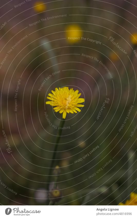 A dandelion by the wayside Dandelion Flower Blossom Lonely Yellow flower Individual Meadow flower meadow plant Plant Nature Nature Photography