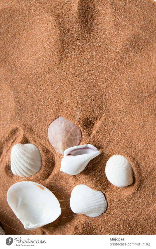 Shells and a small conch found on the beach natural design animal aquatic background closeup coast colorful concept copy space decoration directly above