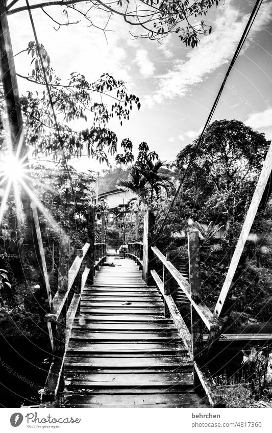 Crossing bridges Idyll River bank Twilight Palm tree solar star Nature Back-light Fantastic Sun Gorgeous especially beautifully Sunlight Asia Exotic Bridge