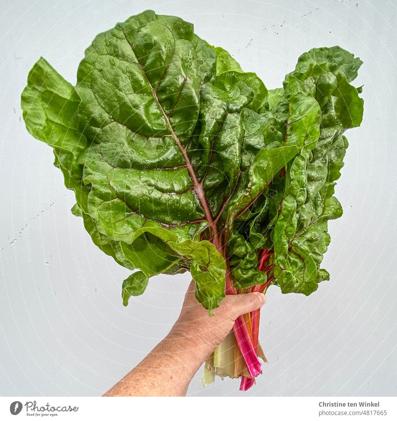 Hold fresh green chard with colorful stems in hand Mangold Mangold leaves Chard stems Vegetable cabbage stalk Beta vulgaris subsp. vulgaris Food Green Red