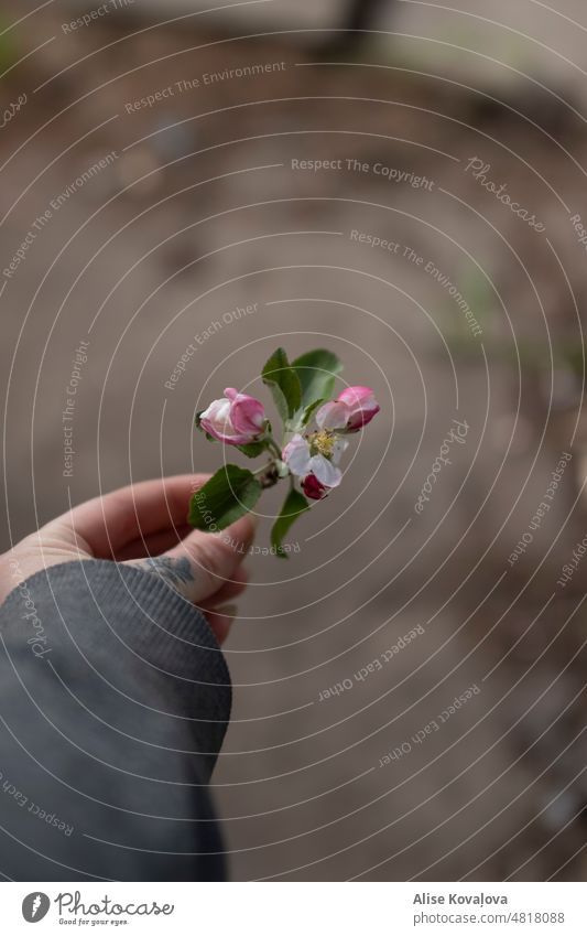 holding an Apple tree branch in bloom apple tree hand my hand tattoo on hand blossoms blossoming petals apple petals Colour photo Spring garden grey sweater