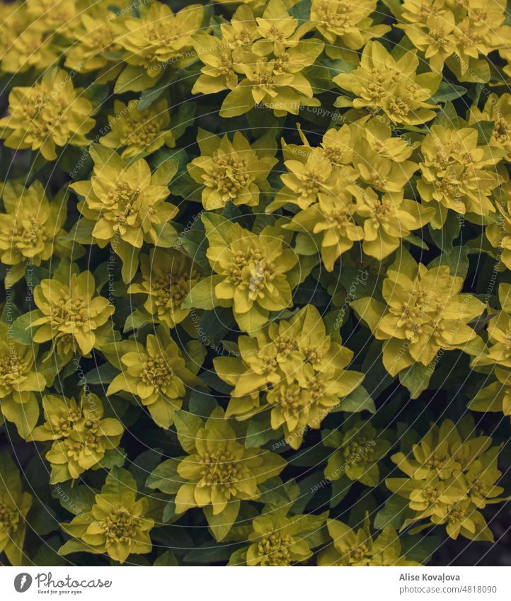 cushion spurge Flower Blossom Blossoming blossom Yellow Green Close-up Nature Plant Detail Garden Leaf Colour photo