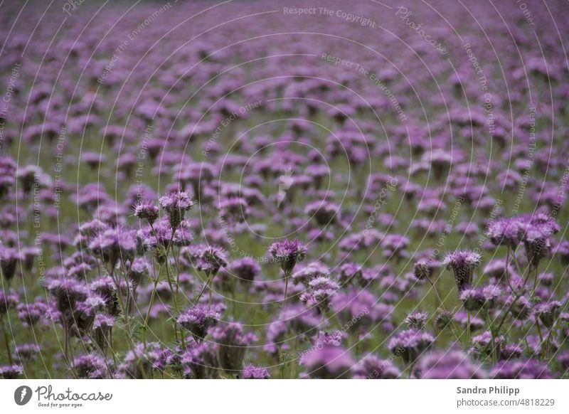 Flowering purple thistle meadow Thistle Meadow Blossom Nature Violet Plant pretty Blossoming Colour photo Garden Spring Shallow depth of field Close-up